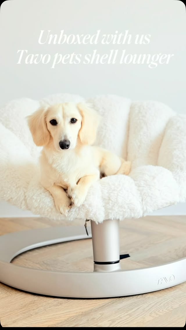 Instagram post by @ralphiethedaxie for Tavo Pets. Caption reads: [...] been loving the Shell Lounger from @tavopets....