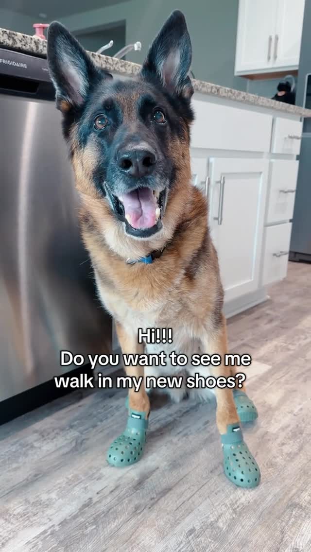 Instagram post by @dukeandduchessduo for wagwear. Caption reads: Mom put these @wagwear shoes on me, and let’s just....