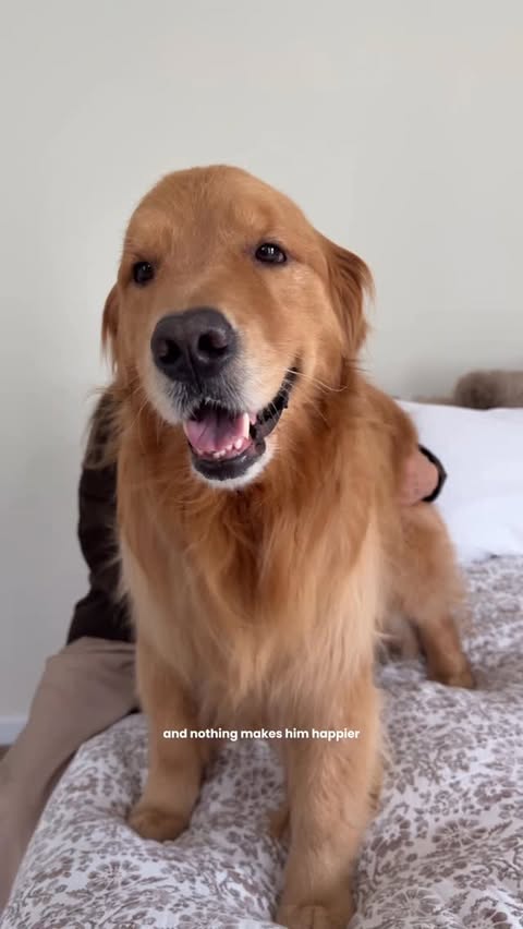 Instagram post by @wally.meets.world for Vetericyn. Caption reads: [...] and honestly Grandma does too 😂🐾....