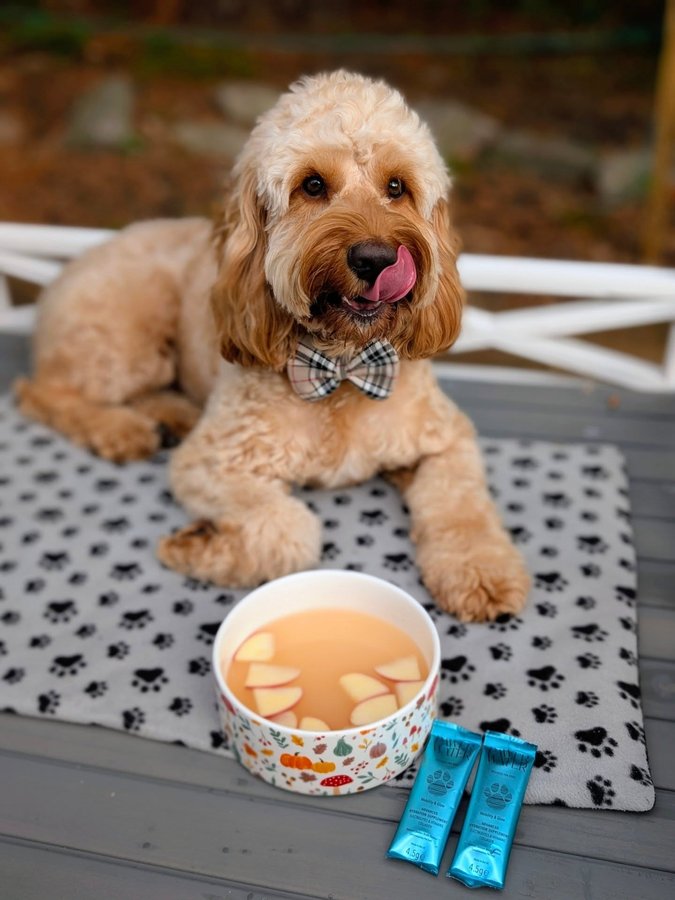 Instagram post by @cooper_cockerpoo_north_wales for Pawer Water. Caption reads: A huge thank you to @pawerwater for gifting Cooper....