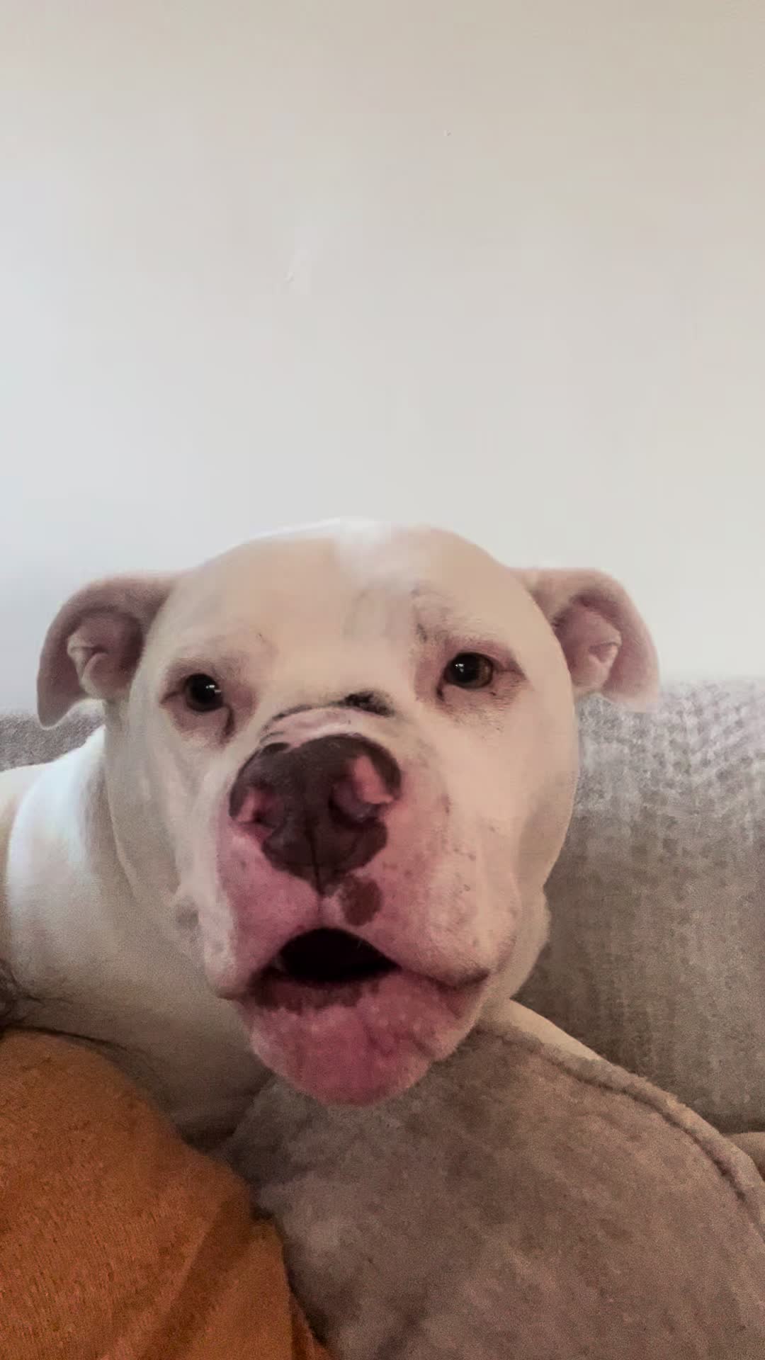 TikTok post by @travis.the.pibble for Jugbow. Caption reads: @Jugbow US training collar. It’s so easy to use....