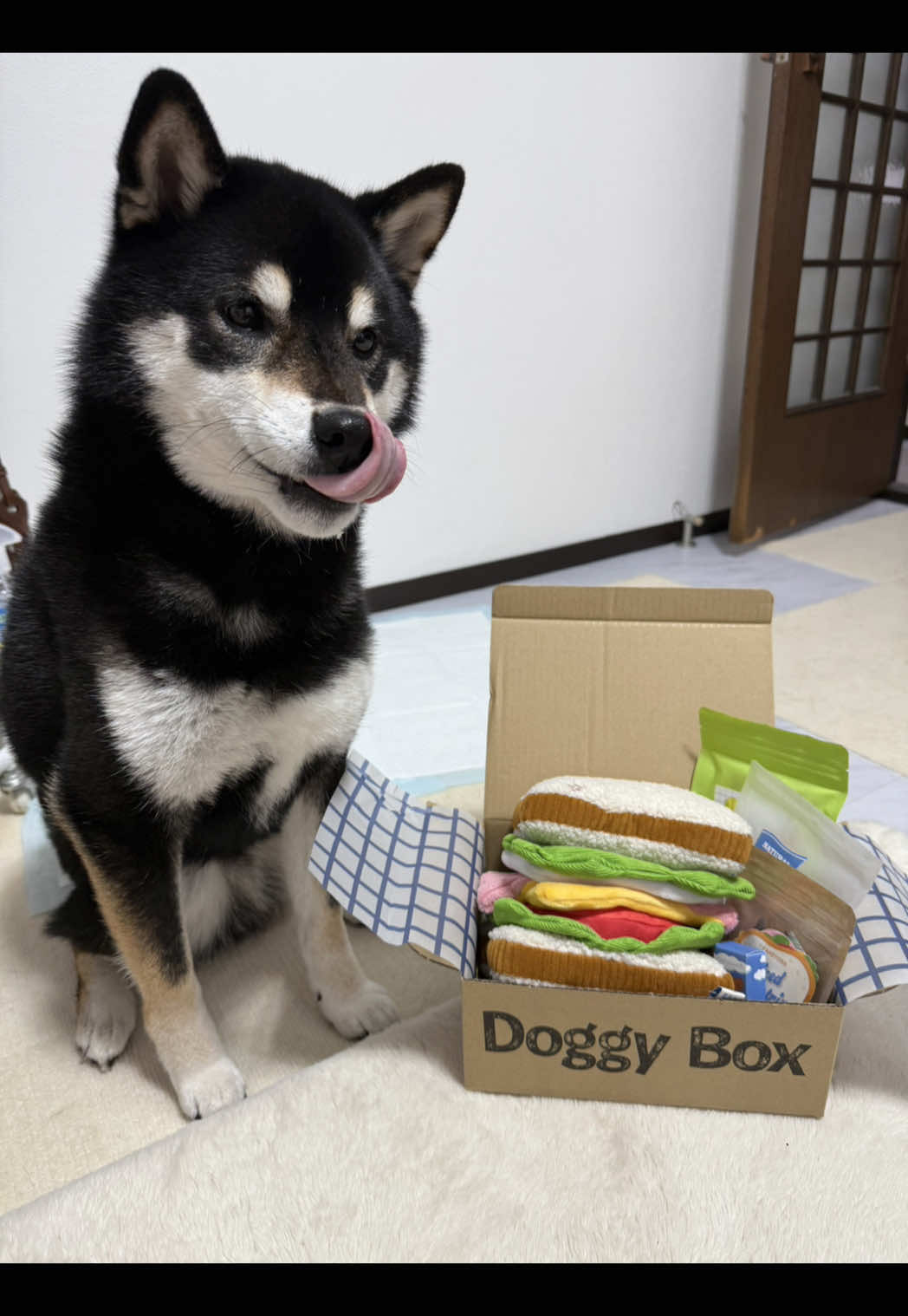 TikTok post by @kotechu.1 for Doggy Box. Caption reads: Doggy Box開封！堂々と咥えていくシーンがあります🤣#doggybox #pr #柴犬....