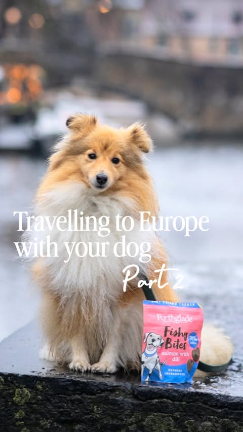 Instagram post by @londonsheltiecallie for Forthglade. Caption reads: Welcome back to part 2 of our series covering all....