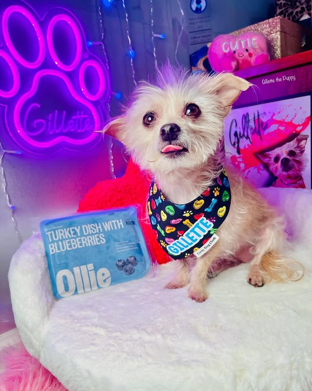 Instagram post by @gillette_the_puppy_2 for Corny Dog Cloth. Caption reads: [...] to save is in my bio! 🍽️ Bandana....