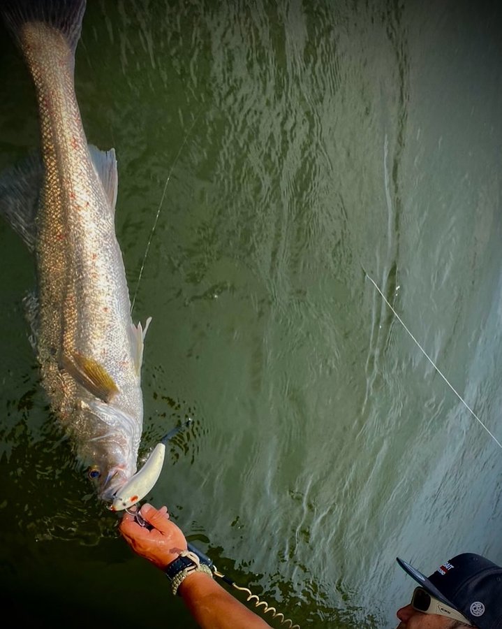 Instagram post by @shingo_kinugawa for ShimanoFishing Japan. Caption reads: 天地は消え去るが私の言葉は決して滅びない。
この大鍋の中に白鼠を喰らいし黄金鱸が存在する限り。
汝よ....