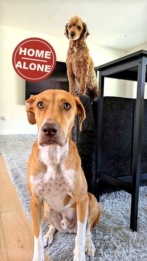 Instagram post by @jaxnmac for Petcube. Caption reads: [...] the one who needs the reassurance 😅 ✨....