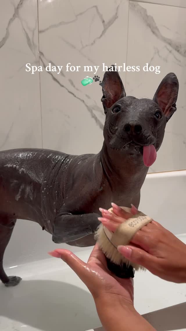 Instagram post by @dantexolo4 for Dandylion. Caption reads: [...] care is everything — we’ve been loving....