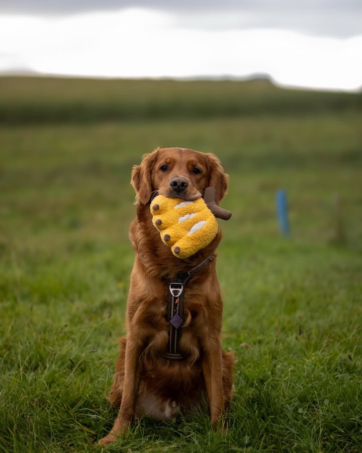 Instagram post by @goldendaysofbruno for Lambwolf. Caption reads: [...] why Bruno is feeling bananas?....