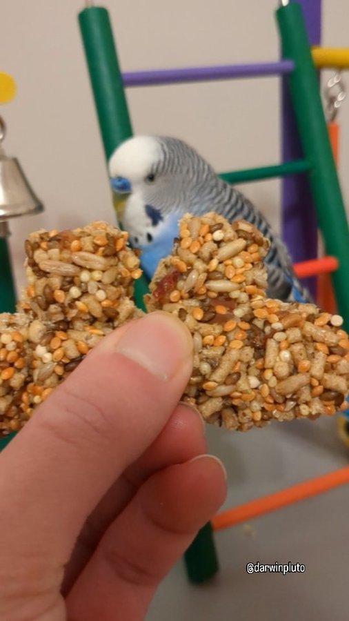 Instagram post by @darwinpluto for Lafeber Pet Birds. Caption reads: Yum! Celebrate Valentine's Day this February with....