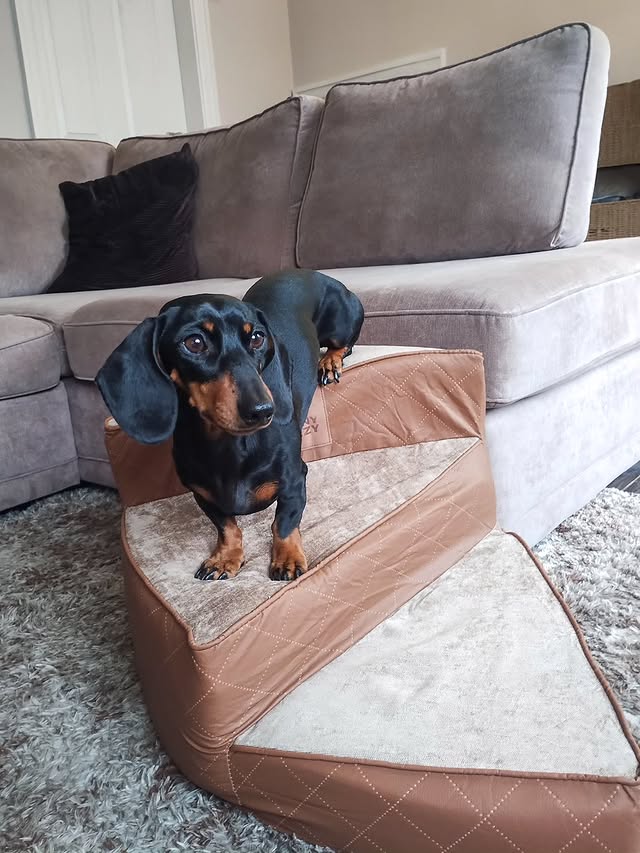 Instagram post by @roxy.thesausage for FunnyFuzzy. Caption reads: Come on down, the weekend is here 😁 #funnyfuzzyuk....