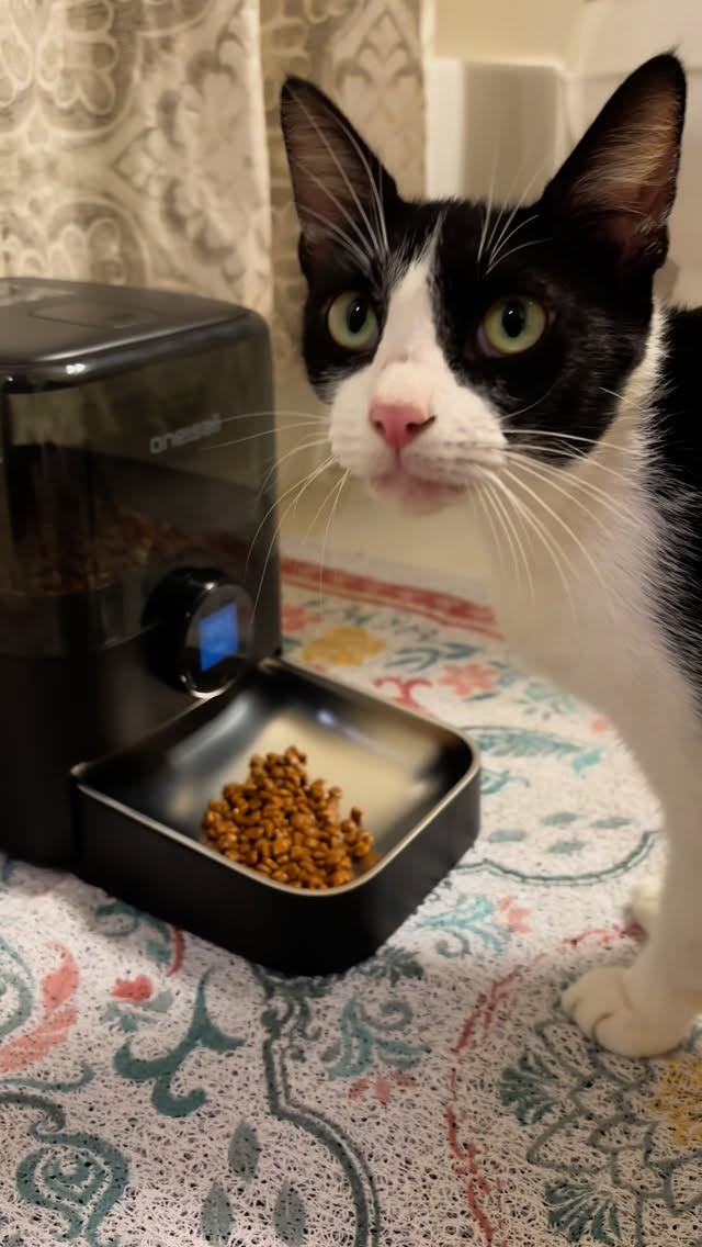 Instagram post by @erins_fosters for Oneisall. Caption reads: Mommy cat Gale has been loving her Cordless Smart....