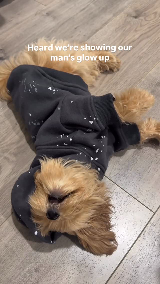 Instagram post by @tobythetoymaltipoo for Furb. Caption reads: ✨a drop dead glow up✨ Thanks FURB for the hoodie!....