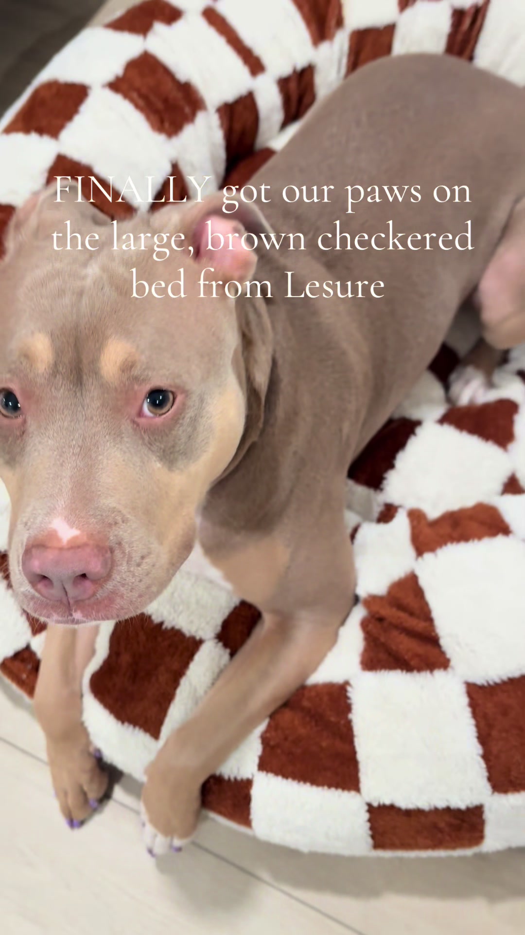 TikTok post by @misspattythestaffy for Lesure Pet. Caption reads: [...] 😍 Patty’s 55lbs in a size large @Lesure Pet....