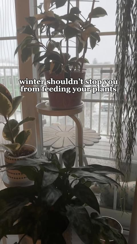 Instagram post by @theplantymillennial for Miracle-Gro. Caption reads: 👀 houseplants don’t stop growing in the winter
....