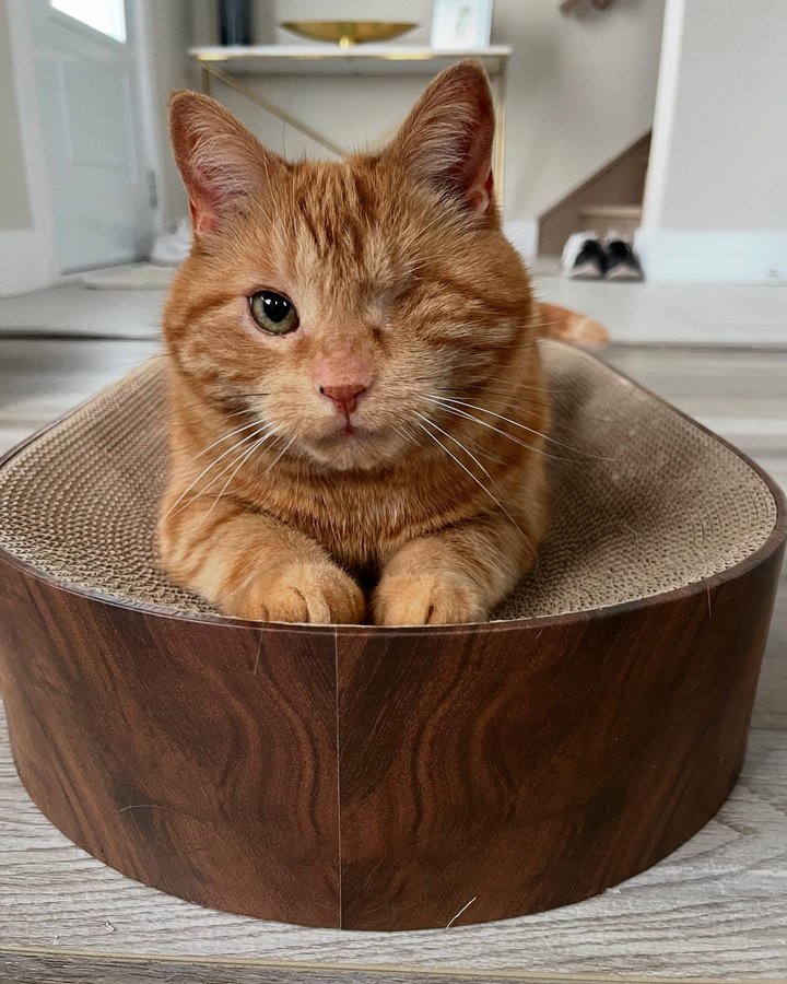 Instagram post by @king.dorito_ for Cats of Instagram. Caption reads: [...] #oneeyedcat #oneeyedcatsofinstagram....