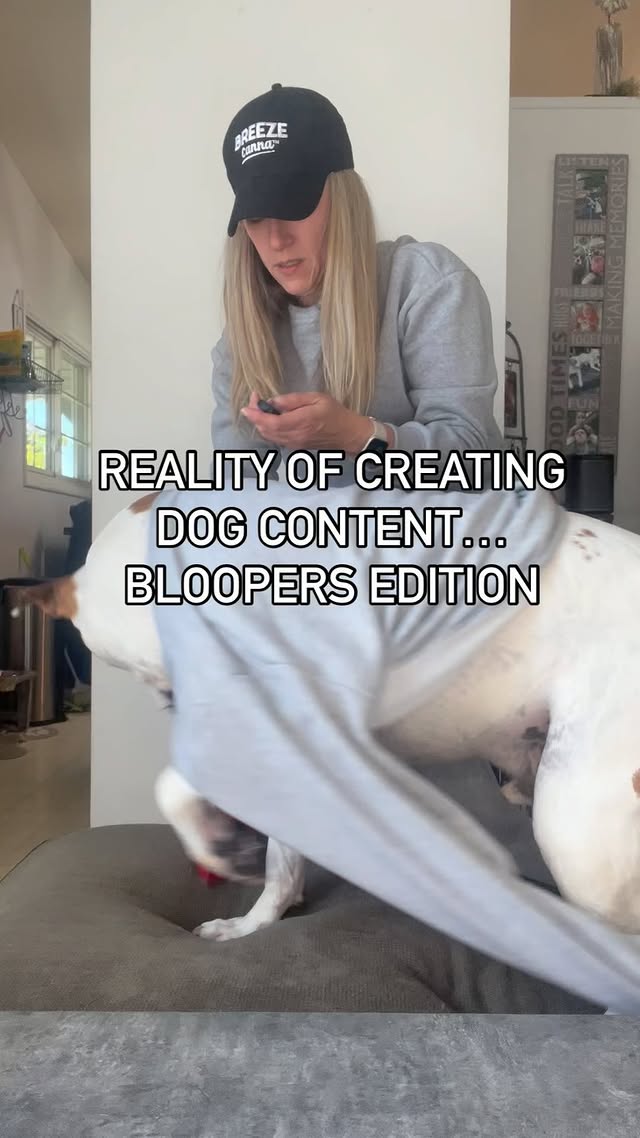 Instagram post by an influencer for Beloved Pets. Caption reads: [...] #dogbloopers #dogreels #fyp....