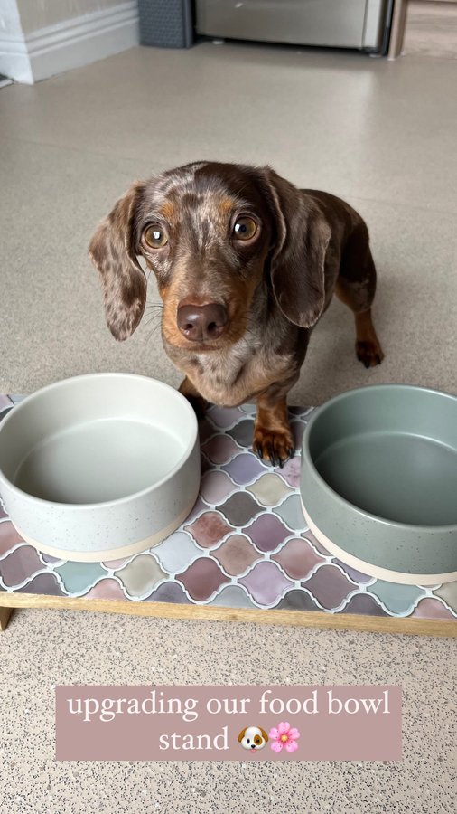 Instagram post by @margotdapple for Amazon Pets. Caption reads: easy DIY dog food stand 🐶✨

i got this wooden....