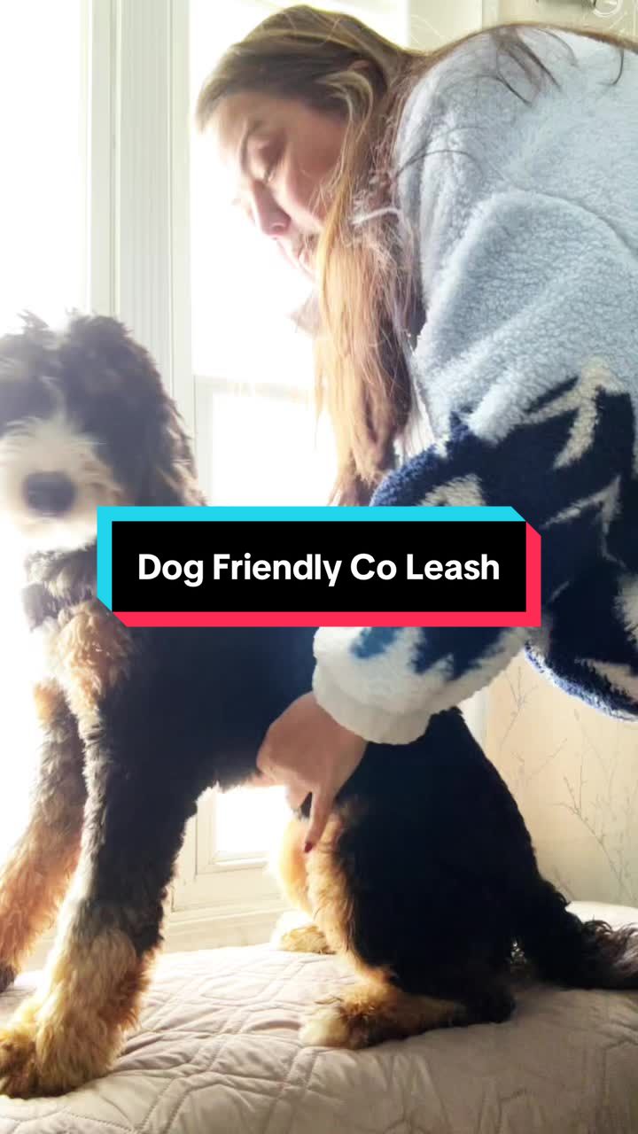 TikTok post by @baileynbaxterdoods for Dog Friendly Co. Caption reads: [...] more once finding this harness from....