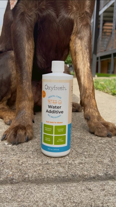 Instagram post by @servicesandwich for Oxyfresh. Caption reads: be gone stink breath ! with @oxyfresh water....