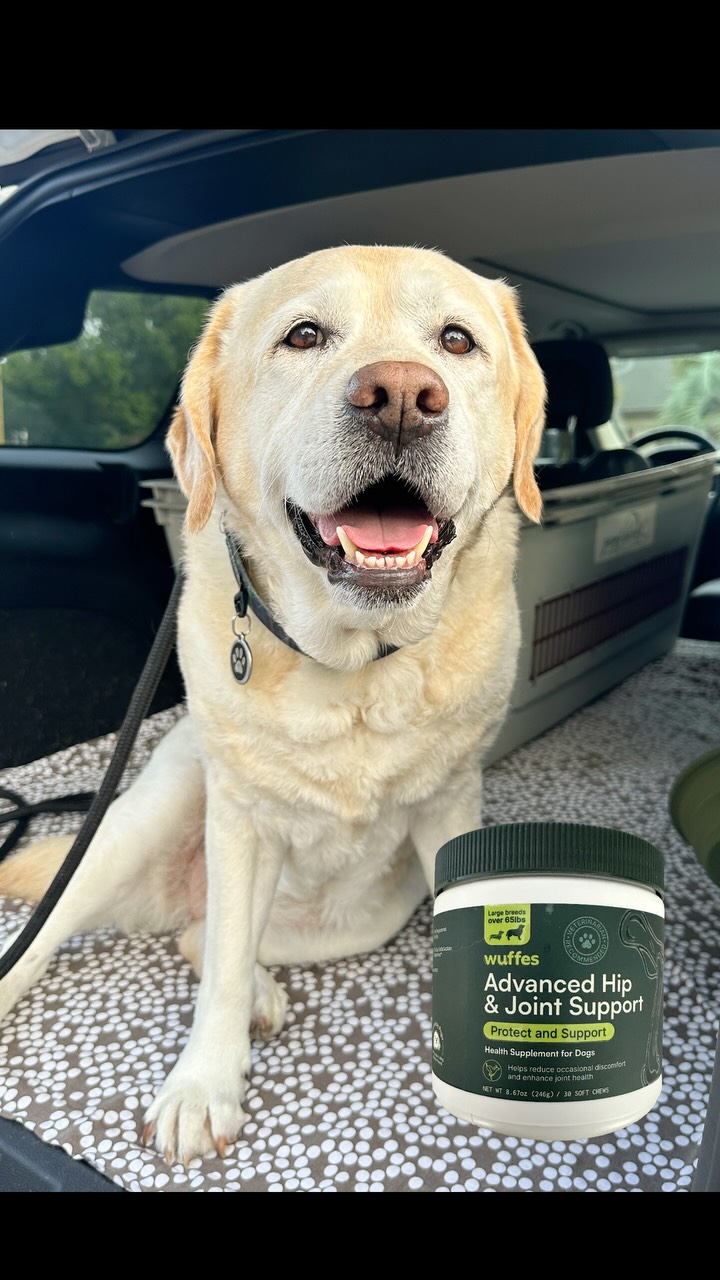 Instagram post by @sophie_theyellowlab for Wuffes. Caption reads: [...] a drive to the beach since those yummy....