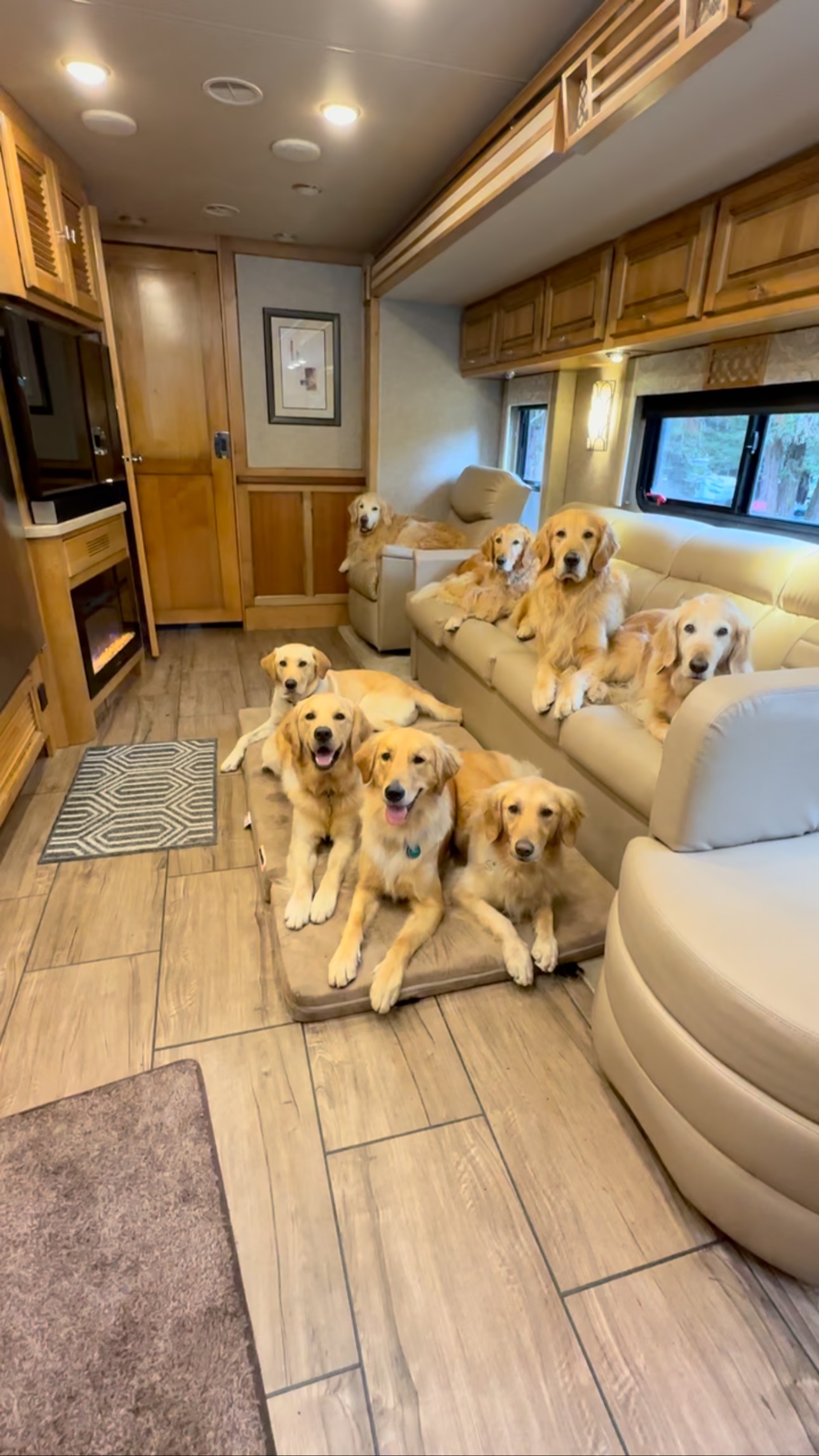 Instagram post by @goodasgoldens for Big Barker. Caption reads: Glamping at its finest….. 

We love our....