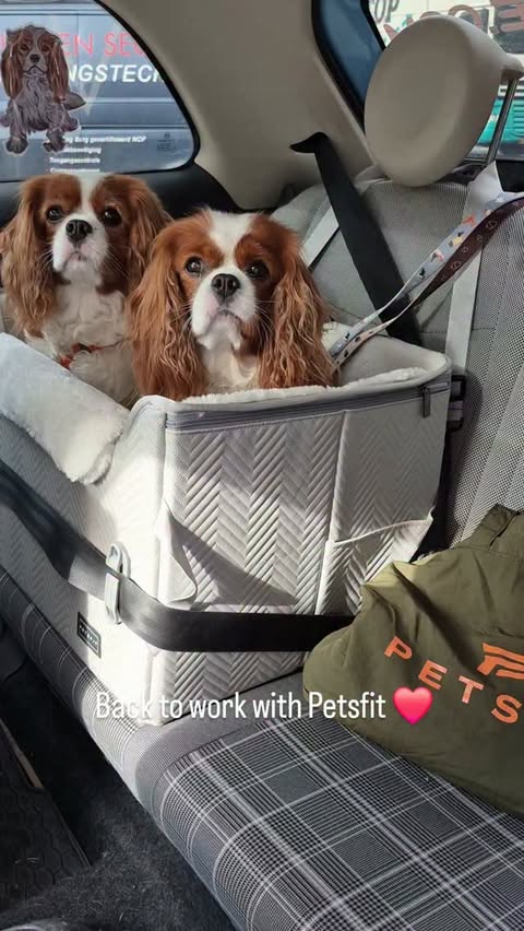 Instagram post by @loempieta_gracie_thecavaliers for Petsfit. Caption reads: Back to work with Petsfit! 🐾🚗 @petsfit.us The....