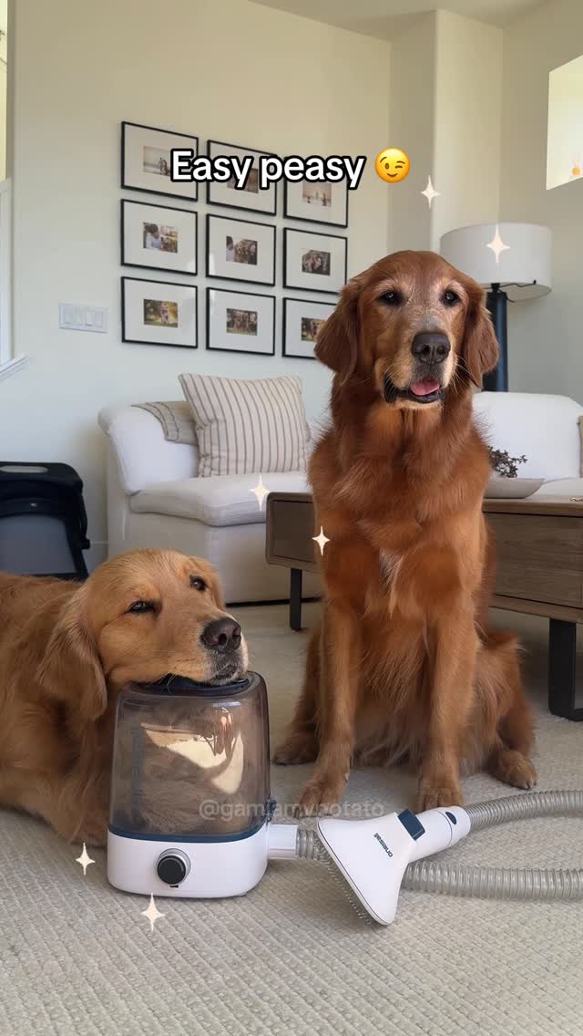 Instagram post by @gamjamypotato for Oneisall. Caption reads: Grooming Goldens just got much easier.
Use our....