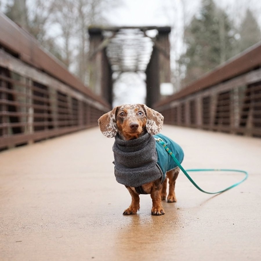 Instagram post by @youdidwhatwithyourwiener for Voyagers K9 Apparel. Caption reads: [...] our most favorite jackets are from....