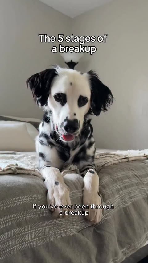 Instagram post by @ryderdalmatian for PetSmart. Caption reads: [...] but life can look so much better with....