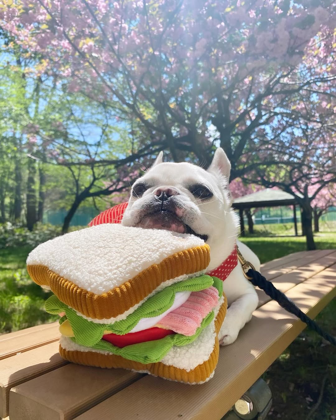 Instagram post by @himegonzaresu for Doggy Box. Caption reads: ⠀
⠀
ヒメ、お花見ピクニックぶぅ🥪🐖🌸
おおきなサンドイッチ持って来たぶぅ🌟
⠀
⠀
今月....