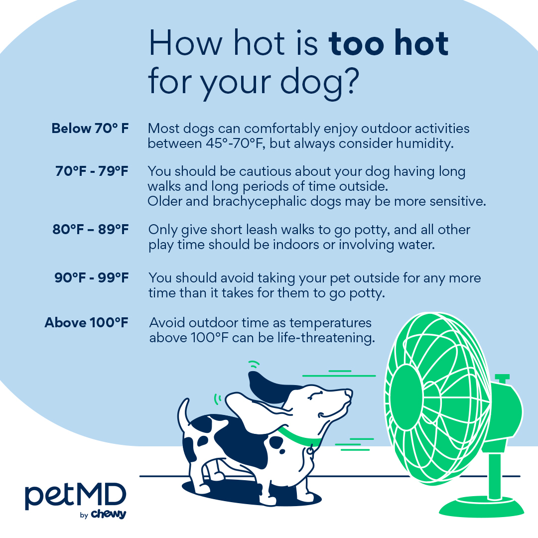 Instagram post by @petmd for Chewy. Caption reads: It's getting hot out there ☀️ Do you know what....