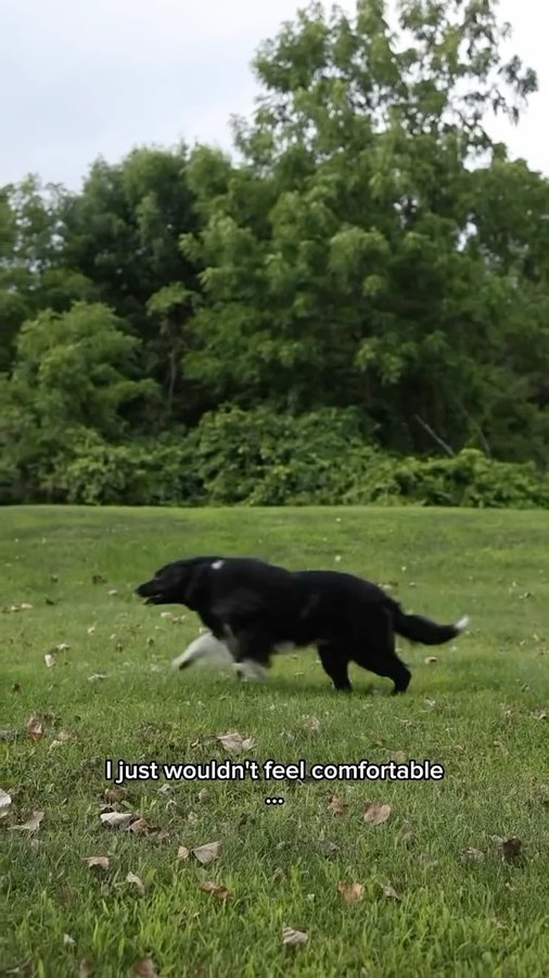 Instagram post by @curedbydogs for Petcube. Caption reads: Call me a crazy dog mom… I just care about his....