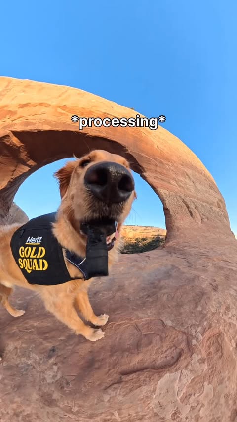 Instagram post by @willys360world for Hertz. Caption reads: My last day on the road with @hertz 🐶💛 For your....