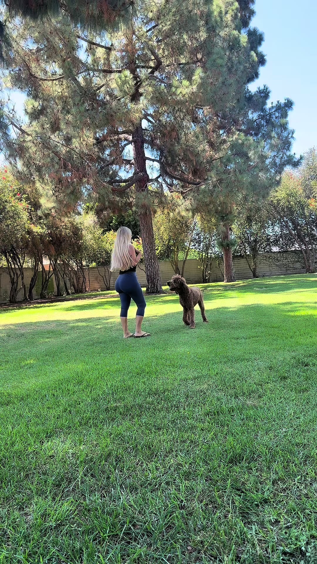 TikTok post by @priscilla.sweetz for Dog Is Human. Caption reads: @Dog is Human #dogmultivitamin #doghealth.