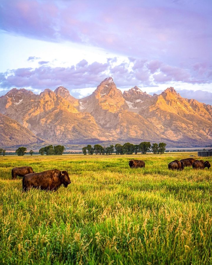 Instagram post by @lukekellytravels for Wilderness Culture. Caption reads: A herd of bison roaming at first light in the....