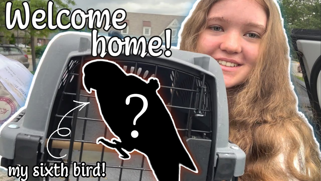 YouTube post by @ElleAndTheBirds for Green Chef. Caption reads: I GOT A NEW BIRD!!! | Tips on bringing a new bird....