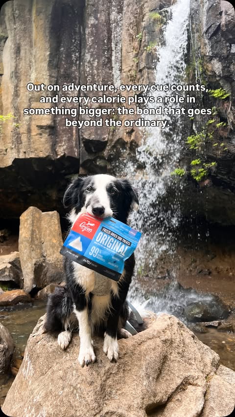 Instagram post by @laducb for ORIJEN Petfoods. Caption reads: Out on adventure, every cue counts, and every....