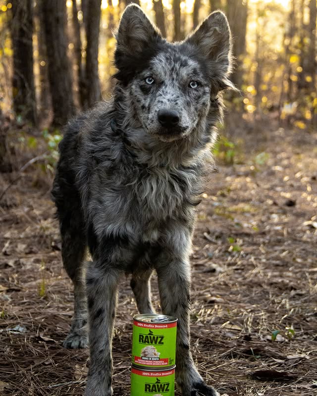 Instagram post by @workingshepherdcrew for Pupfluence. Caption reads: [...] review from @rawznaturalpets through....