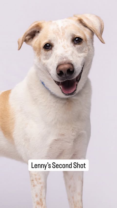 Instagram post by @humanesocietytampa for NaturVet. Caption reads: [...] why he needed a Second Shot. Thanks to....