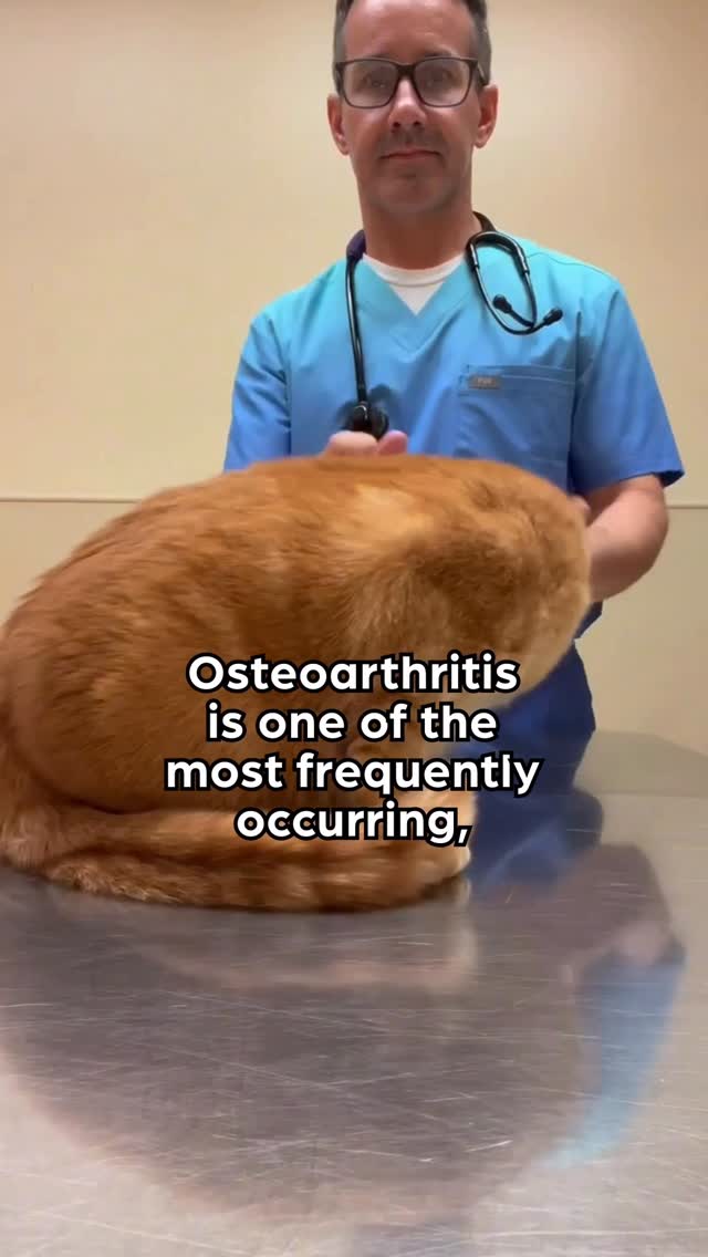 Instagram post by @dr.mattmcglasson for Zoetis Petcare. Caption reads: #ad #ZoetisPartner 

Osteoarthritis (OA) is one of....