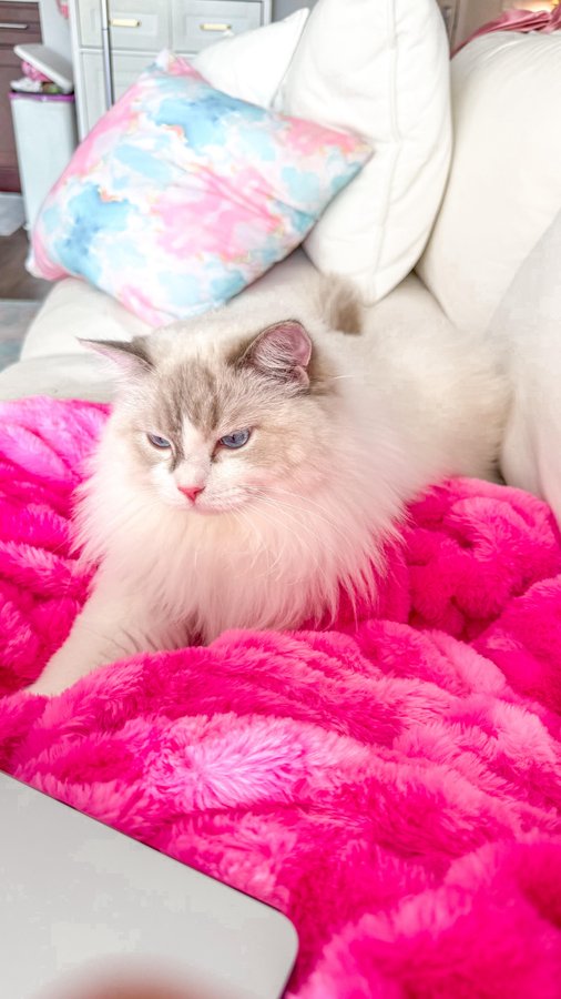 Instagram post by @thelaurennorris for Fancy Feast. Caption reads: #AD I wake up. I robe up. I plate paté. ✨Fancy....