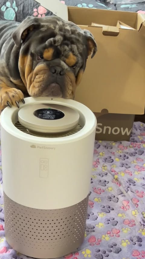 Instagram post by @missgemdoll for PetSnowy. Caption reads: [...] 😌✨ My aunt and I just unboxed the....