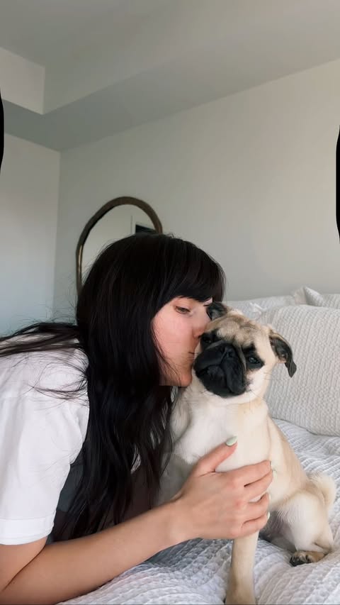 Instagram post by @chlobow_to for Pet Valu. Caption reads: [...] Daisy needs and loves. Now available at....