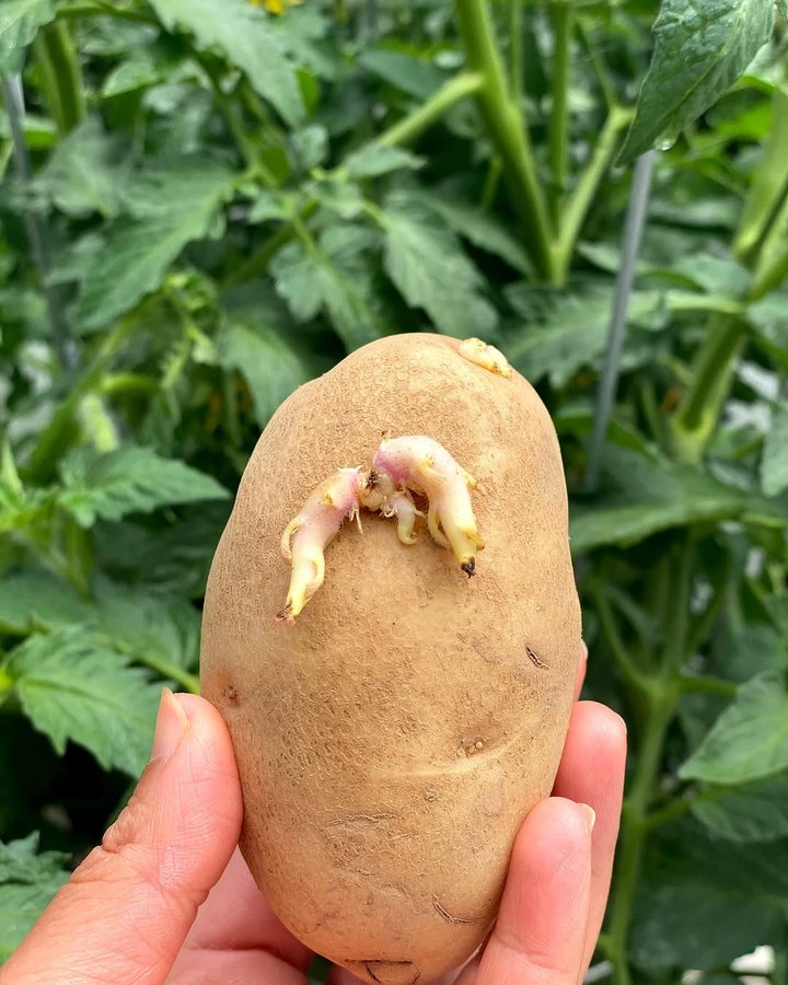 Instagram post by @reshgala for Smart Pot. Caption reads: 🥔Just a reminder to start sprouting your potatoes....