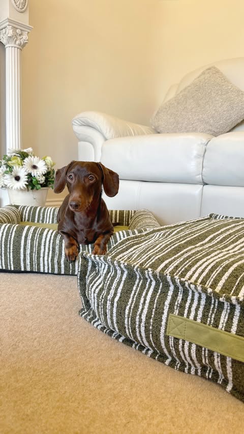 Instagram post by @frankie_dachshund03 for FunnyFuzzy. Caption reads: Ready for next-level pet comfort? The....