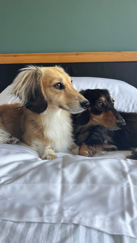 Instagram post by @binkyandbentley for slashop. Caption reads: [...] 🤍🐾 We’ve been sleeping on our Slashop ‘No....
