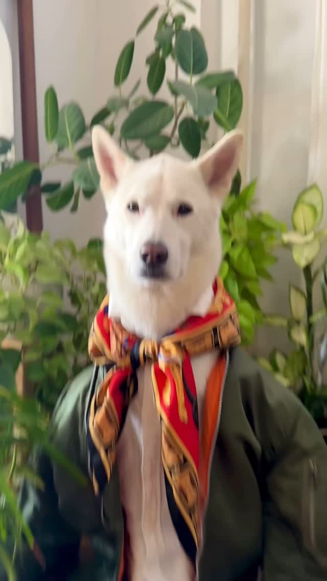 Instagram post by @mensweardog for Alpha Industries. Caption reads: Thus Bork Zarathustra 🎵

#jindoflex.