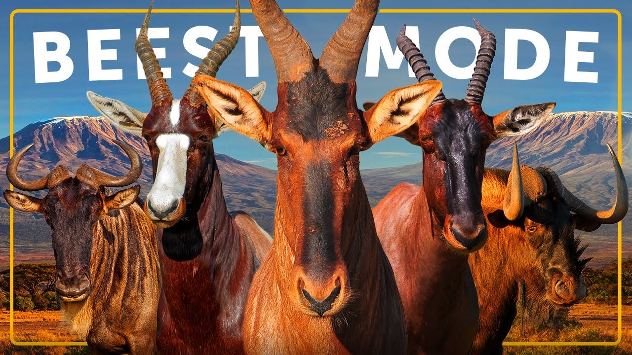 YouTube post by @Textbooktravel for UNESCO. Caption reads: All 6 Species of Beest & The Greatest Migration on....