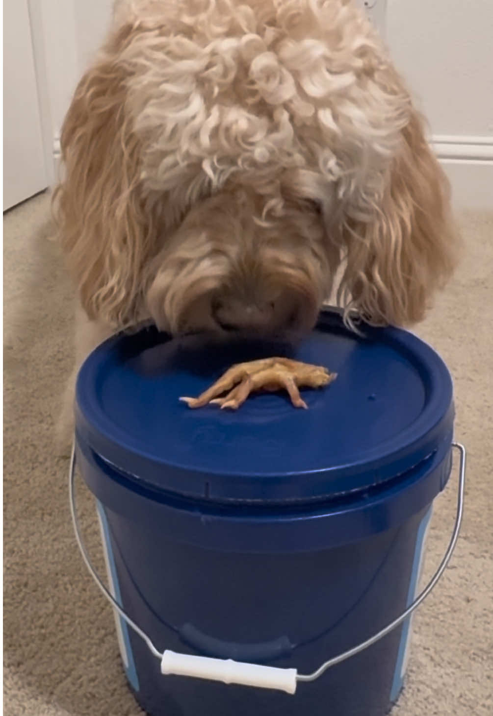 TikTok post by @worldofoso for King Lou. Caption reads: [...] #naturaldogchews #dogwellness @King Lou....
