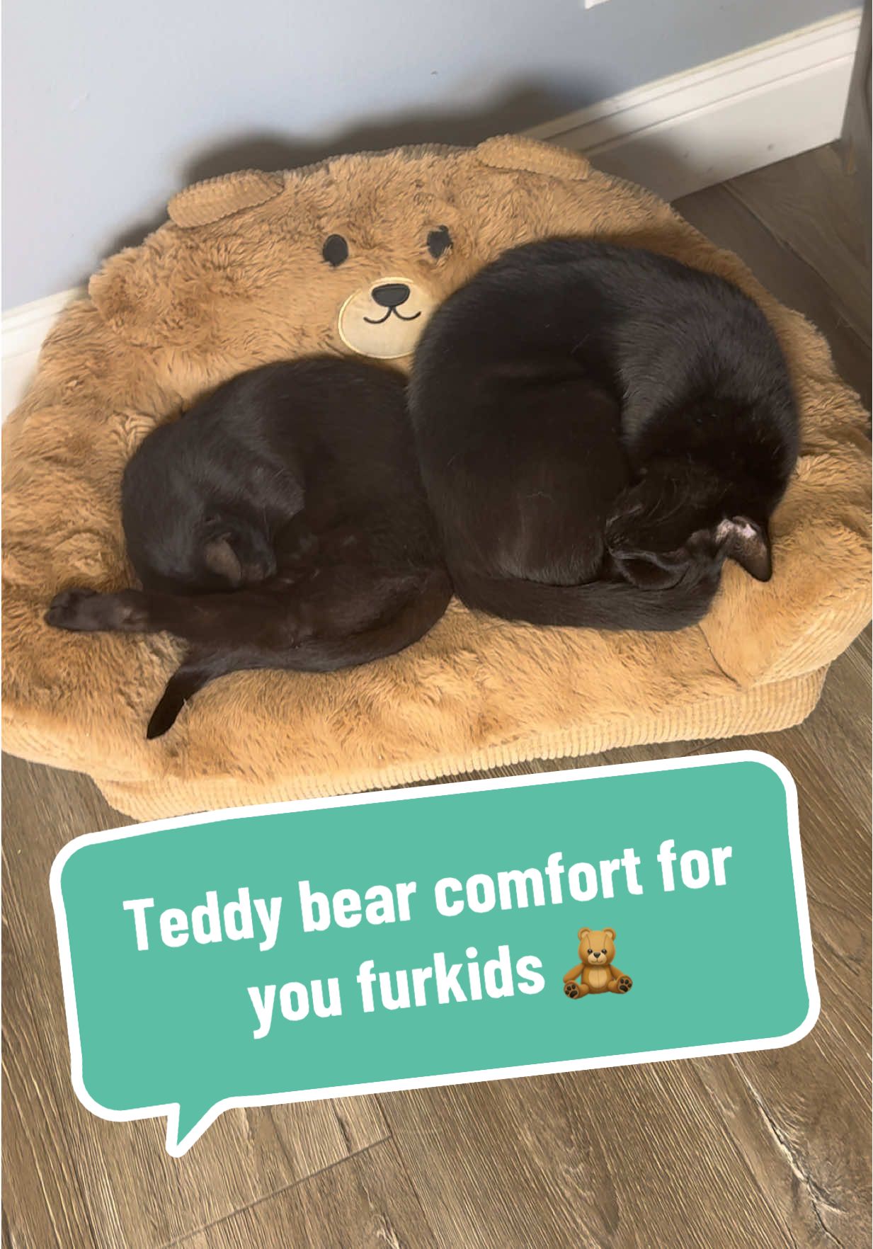 TikTok post by @ariesapproved for Lesure Pet. Caption reads: [...] #petbed #catnap @Lesure Pet.